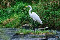 Silberreiher, Reiher weiss