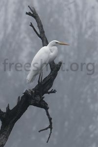 Silberreiher, Reiher wei&szlig;