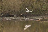 Siberreiher, Reiher weiss